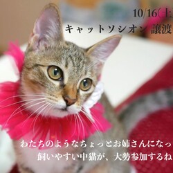 ＊キャットソシオン譲渡会＊第114回