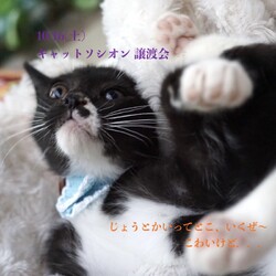 ＊キャットソシオン譲渡会＊第114回 サムネイル2