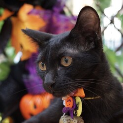 ＊ハロウイン黒猫キャットソシオン譲渡会＊第115回