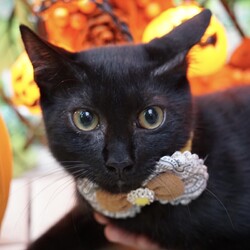 ＊ハロウイン黒猫キャットソシオン譲渡会＊第115回 サムネイル2