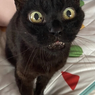 飼育放棄にもめげない♡甘えん坊熟女・おはぎさん