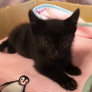 キュートな黒猫仔猫のジョーちゃん！