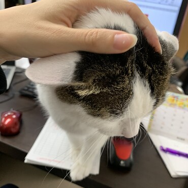 仕事の邪魔するはっさく