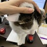 仕事の邪魔するはっさく