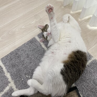 ごーっ！
