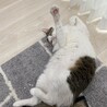 ごーっ！