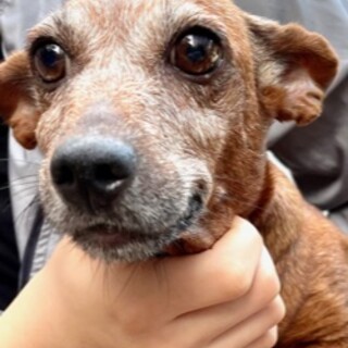 ミニチュア　ピンシャーの女の子