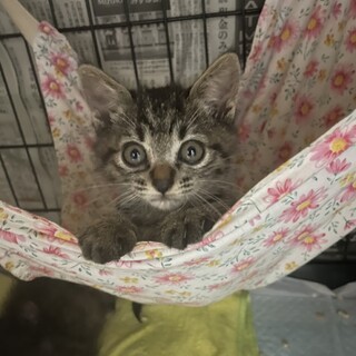 (生後1,5か月)サバトラ