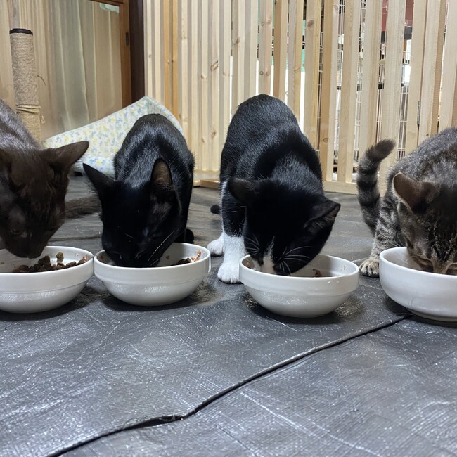 保護猫ハウスもなねこのカバー写真