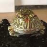 カナヘビ好き