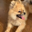 再度募集です。ポメラニアン1歳7ヶ月