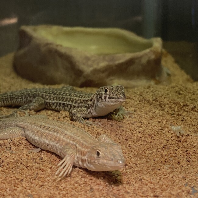 カナヘビ好きのカバー写真
