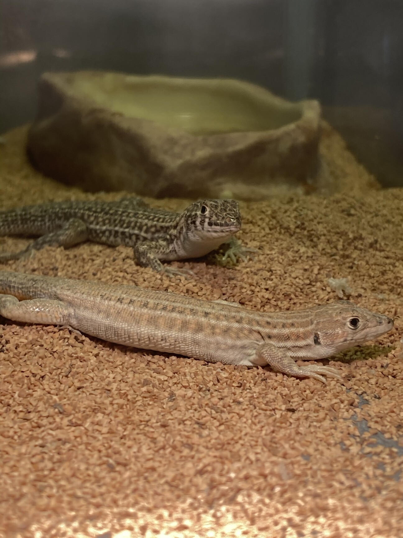 エジプト系のカナヘビの里」埼玉県 - 爬虫類・他の里親募集(386776