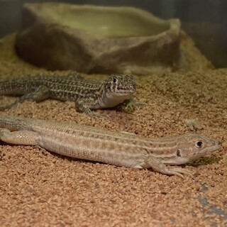 エジプト系のカナヘビの里親さんを探しています