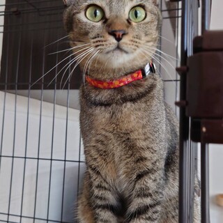 大人しい美猫のいくらちゃんです❣️