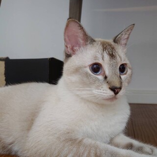 性格ハナマル美猫ほたて君です❣️