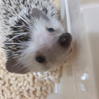 ハリネズミのおとこのこです
