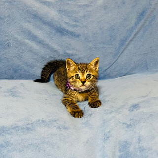 チビチビ子猫2ヶ月♂人馴れOK！2匹づつお家募集中