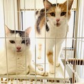 2匹を一緒にお迎えしてくださる方を探しています。