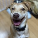 MIX子犬の男の子クレソンくん