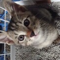 生後2ヶ月仔猫の里親募集中です！