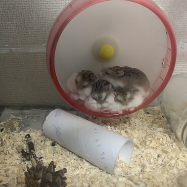 の写真