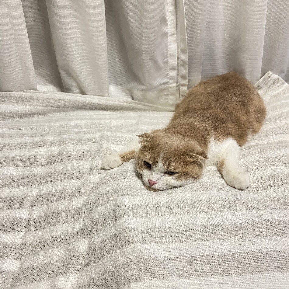 エヴァのカバー写真
