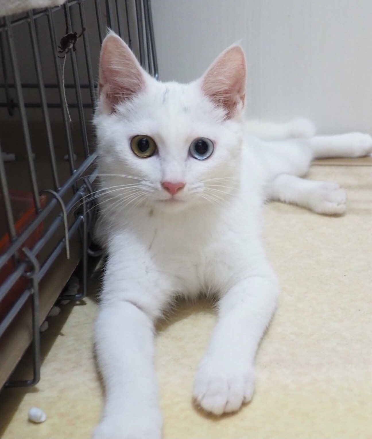 オッドアイの生後半年白猫男子 東京都 猫の里親募集 ペットのおうち 月間利用者150万人
