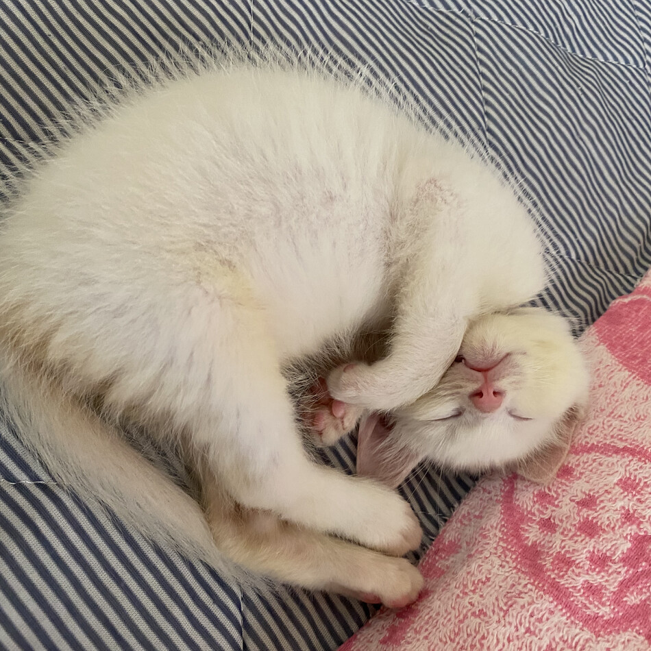 しらすのカバー写真