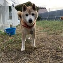 柴犬のダック
