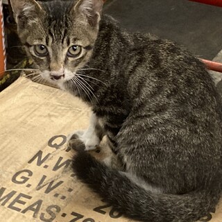 わんぱくなサバトラの男の子