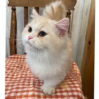 クリーム&ホワイトのミヌエット♂大人しい子です。