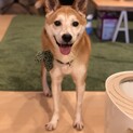  柴犬あお君　人犬猫みんな大好き推定1〜2才
