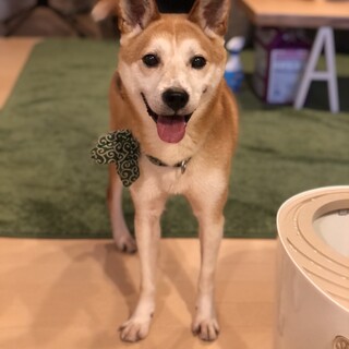  柴犬あお君　人犬猫みんな大好き推定1〜2才