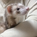 2歳 フェレット 雄 里親募集