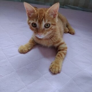 数字シリーズ第７弾　茶トラ男子　アソウ♂