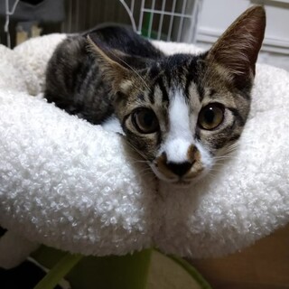 数字シリーズ第７弾　キジ白男子　ナユタ♂