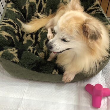 本日、譲渡させて頂きました！何かと障害がある子ですが愛情一杯注いでいきます