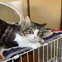 ブリード引退猫