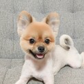 ポメラニアン1歳7ヶ月　再度募集となります
