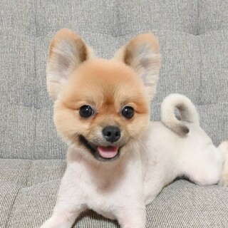 ポメラニアン1歳7ヶ月　再度募集となります