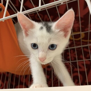 募集停止⭐️面倒見が良い兄レオくん