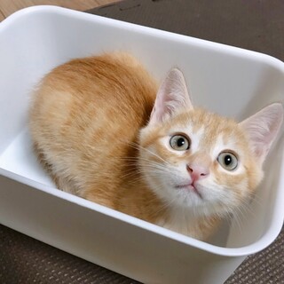 10/17西千葉ෆ⃛茶トラ３兄妹ෆ⃛ダイくん