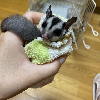 ［募集一時停止中］フクロモモンガの里親様募集