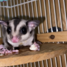 ［募集一時停止中］フクロモモンガの里親様募集 サムネイル2