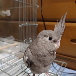 オカメインコ WF 性別不明