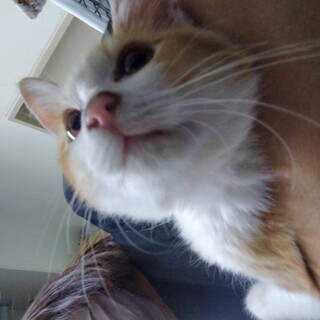 助けてください！馴れ馴れ里親募集中　茶白