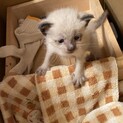 手のひらサイズの子猫の里親探し