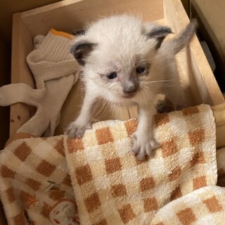 手のひらサイズの子猫の里親探し