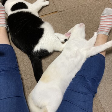 のーびのび